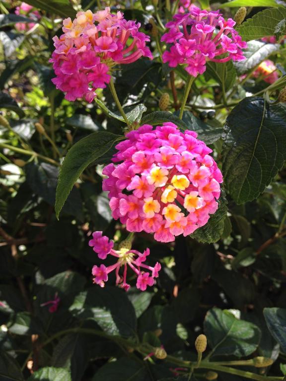 Villa Bougainvilliers บันยุลส์-ซูร์-แมร์ ภายนอก รูปภาพ